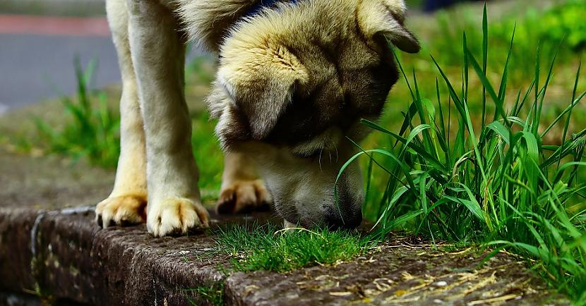 Kāpēc tad suņi ēd zāliDaudzi... Autors: Lestets Suņiem patīk ēst zāli, bet ne tādu iemeslu dēļ, kā tu domā