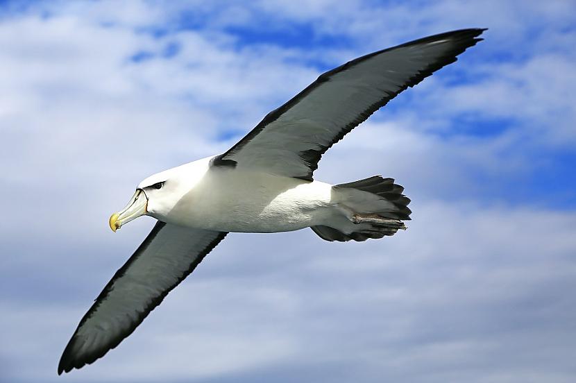 AlbatrossLielais piekūns var... Autors: Lestets Kuru no dzīvniekiem tu nenoskrietu pat triju minūšu laikā?