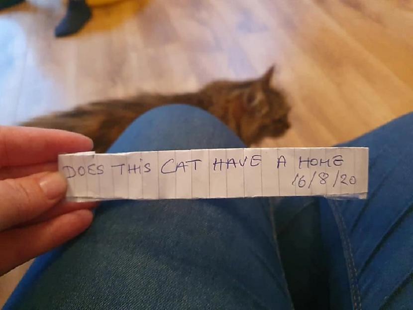 Restorāns atradās divus... Autors: Lestets Rijīgais kaķis beidzot pieķerts, kad nonāca mājās ar zīmīti