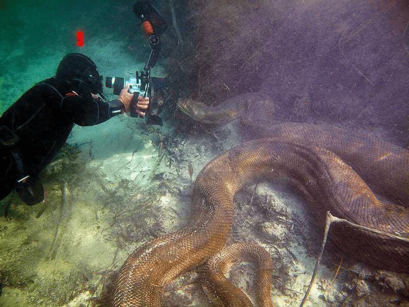 Milzīga anakonda zem ūdens Autors: Zibenzellis69 15 foto pierāda, daba reizēm var būt biedējoša, ar kuru nevajadzētu saskarties