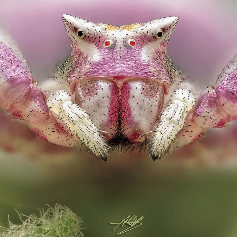 Rozā krabju zirneklis Autors: Zibenzellis69 Vācu fotogrāfs, kurš iemūžina kukaiņu pasauli tā, ka tā šķiet īsta pasaka