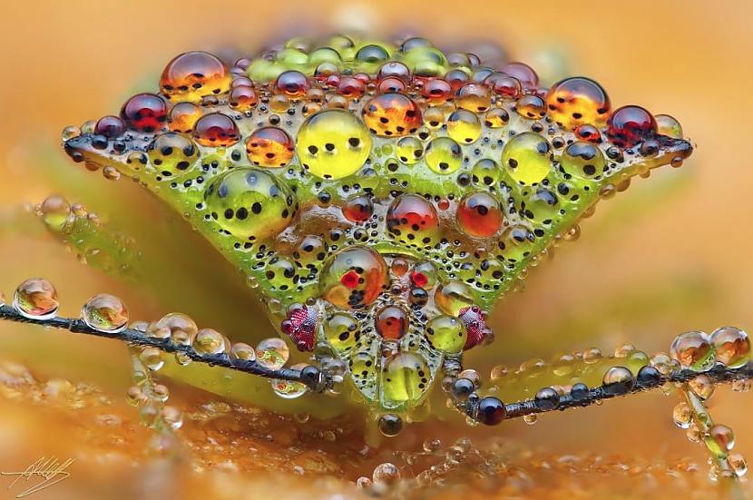 Vabole ar rasas pilieniemPēc... Autors: Zibenzellis69 Vācu fotogrāfs, kurš iemūžina kukaiņu pasauli tā, ka tā šķiet īsta pasaka
