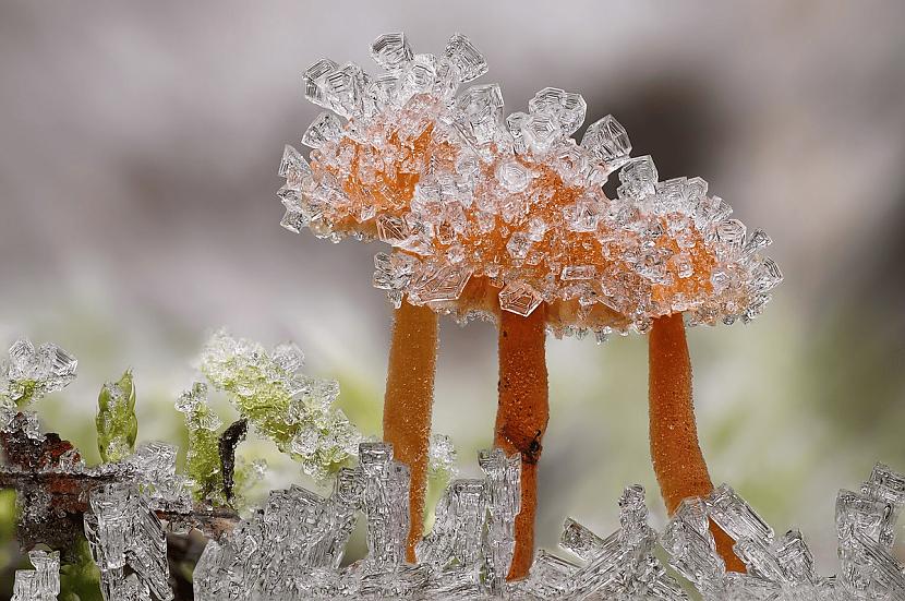 Sene ar salnas ledus... Autors: Zibenzellis69 Vācu fotogrāfs, kurš iemūžina kukaiņu pasauli tā, ka tā šķiet īsta pasaka