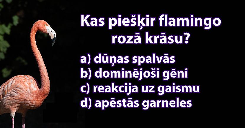 Tests Pārbaudi Savas Zināšanas Par Dzīvniekiem Spoki