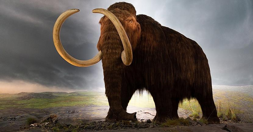 Spalvainie mamuti  Mammuthus... Autors: Lestets 6 dzīvnieki, kurus cilvēki noēda līdz to izmiršanai
