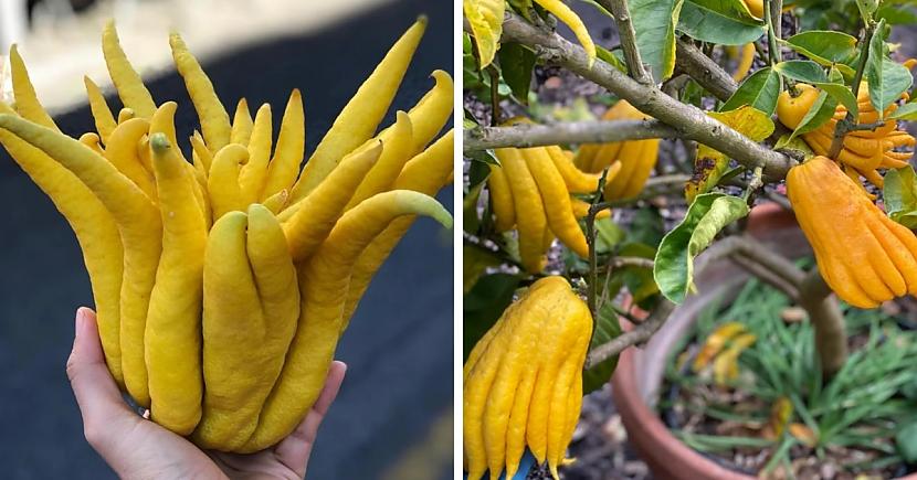 Citrons  Budas roka... Autors: Zibenzellis69 Dīvaina izskata delikateses, kas garšo labi, neskatoties uz to negaršīgo izskatu