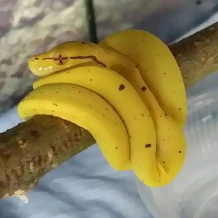 Scaronos banānus labāk neēst Autors: Lestets 16 bildes, kas izraisīs pamatīgu apmulsumu