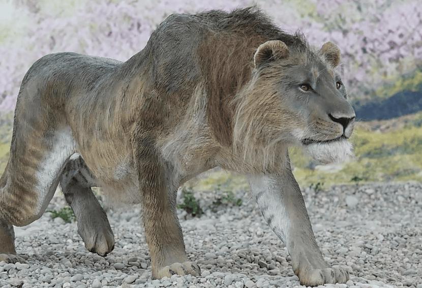 Alu lauva... Autors: Zibenzellis69 13 lielo plēsīgo kaķu sugas, kas mūsu pasaulei tika zaudētas uz visiem laikiem