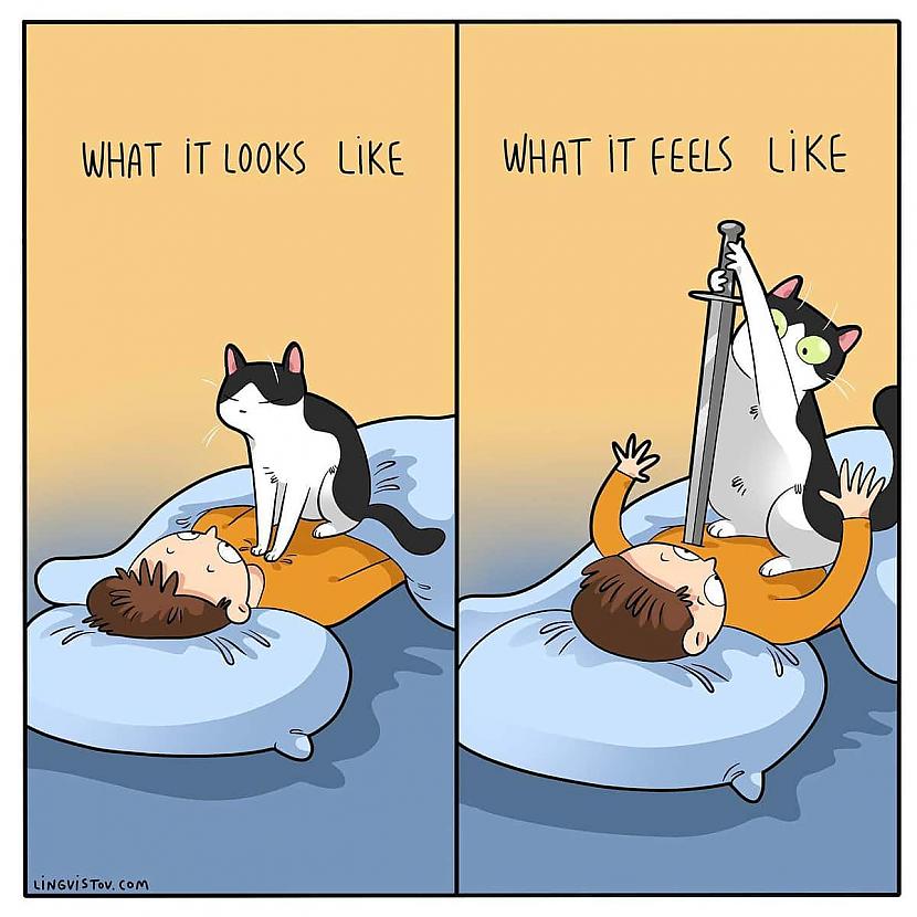 Kā tas izskatās un kā es jūtos Autors: Zibenzellis69 Vitāli, smieklīgi komiksi, kurus lieliski sapratīs ikviens, kuram mājās ir kaķis