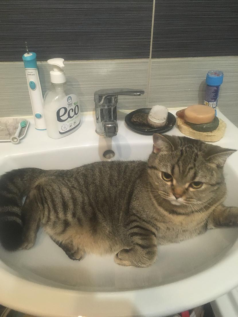 Man vienalga ka gribi nomazgāt... Autors: gurķis31 Kaķu bildes