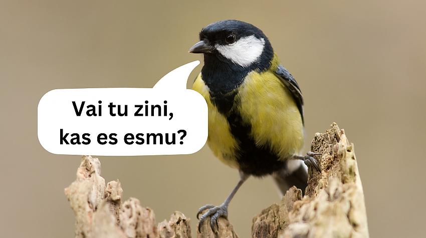 Tests: Vai vari atpazīt Latvijā sastopamus putnus?