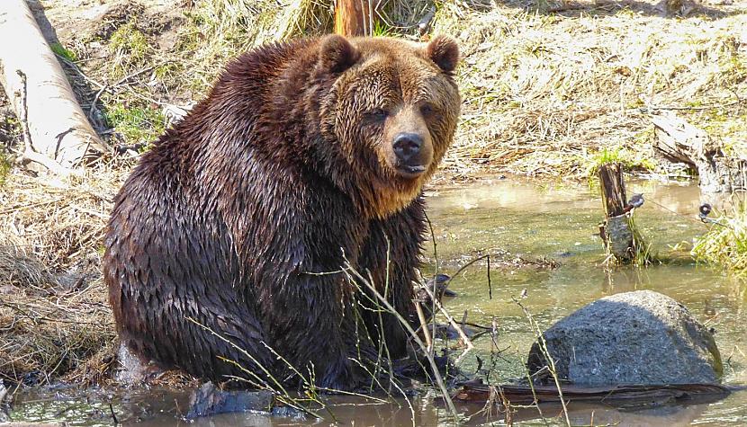 Eksperts Lācis Latvijā ir... Autors: Zibenzellis69 Pavasaris nav tālu. Kā rīkoties, ja mežā satiec lāci?