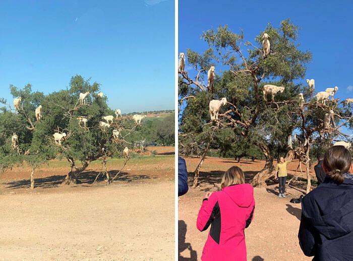 Scaronis koks Marokā ir... Autors: Zibenzellis69 20 tūristi internetā dalījās savos interesantajos atklājumos no visas pasaules