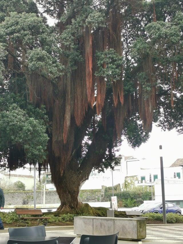 Majestātisks pōhutukawa koks... Autors: Zibenzellis69 16 visneparastākie koku veidi, kas izskatās kā atvesti no citām pasaulēm