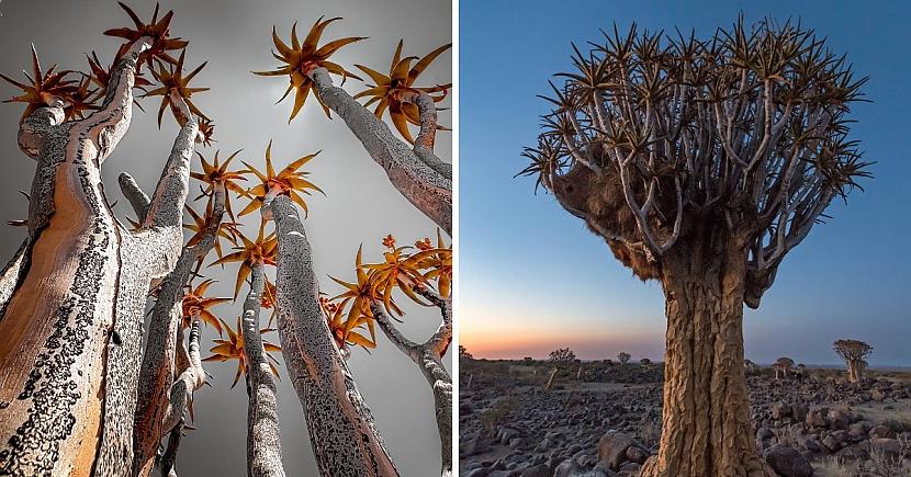 Aloidendron dichotomum... Autors: Zibenzellis69 16 visneparastākie koku veidi, kas izskatās kā atvesti no citām pasaulēm