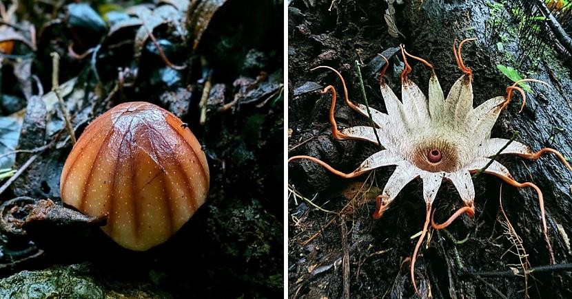 Rafflesia Rhizantes Sapria... Autors: Zibenzellis69 14 parazītaugi, kas, lai arī nav īpaši draudzīgi, bet tomēr izskatās lieliski