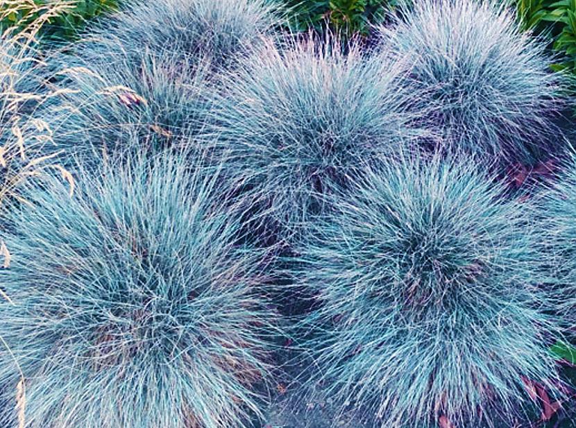 zilā auzene Autors: Ezīle Fakti par zāli