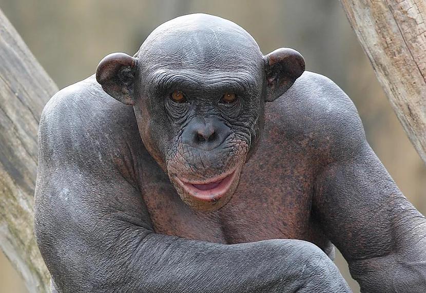 Scaronimpanzēm ar cilvēkiem ir... Autors: Zibenzellis69 15 dabas parādību fotogrāfijas, kas pārsteigs pat bēdīgi slavenākos ''sausiņus''