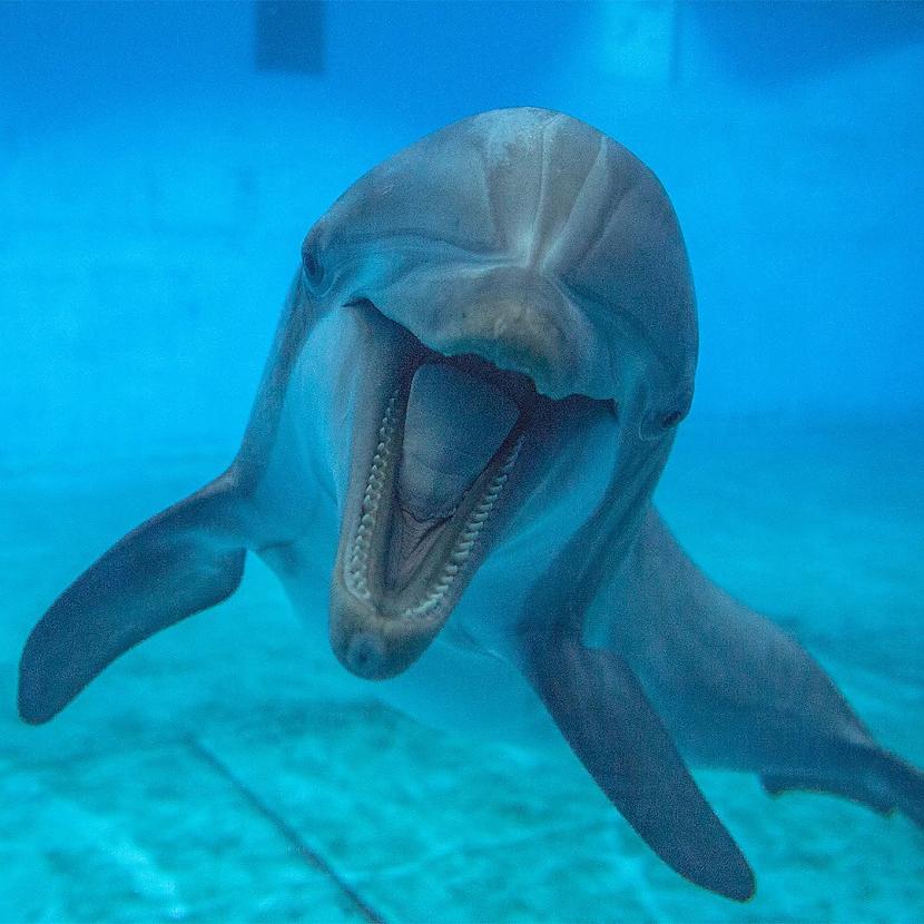 Pudeļdeguna delfīns jeb... Autors: Zibenzellis69 Top -10 gudrākie dzīvnieki, kuru spējas apskauž visa dzīvnieku valstība