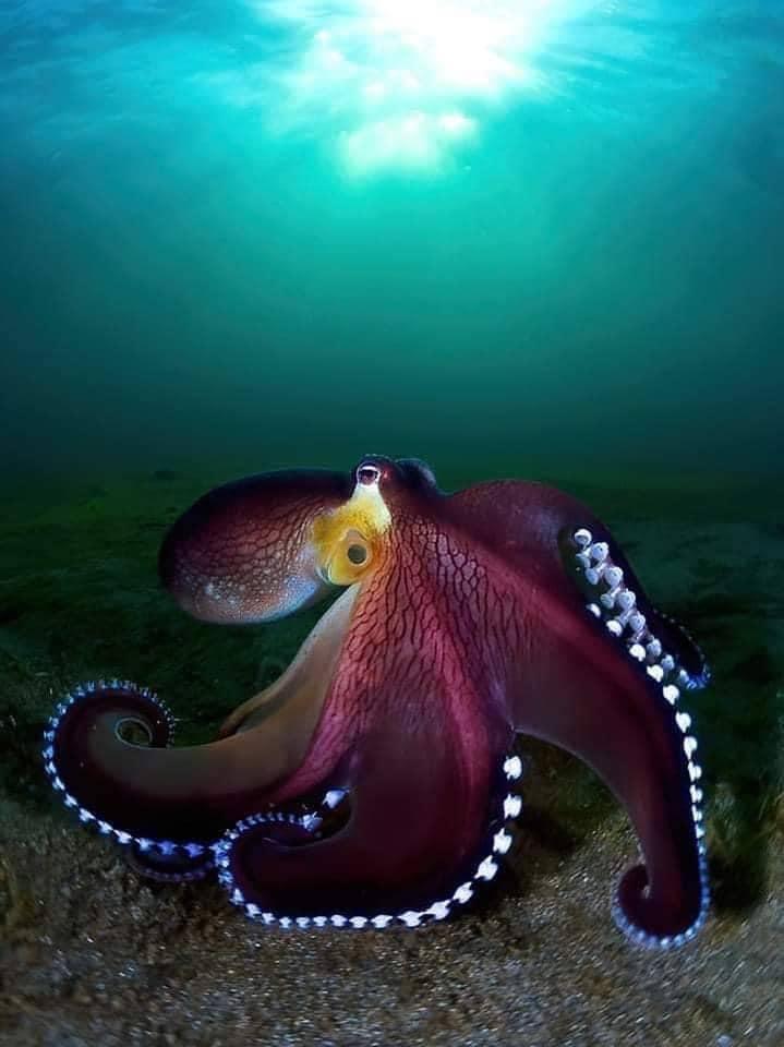 Astoņkājis  6 vietaAstoņkāji... Autors: Zibenzellis69 Top -10 gudrākie dzīvnieki, kuru spējas apskauž visa dzīvnieku valstība