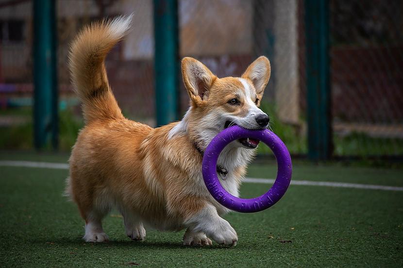 Par to kāpēc suņu rotaļlietas... Autors: EV1TA Lai ķepaiņiem prieks: aktualitātes suņu rotaļlietu plauktos