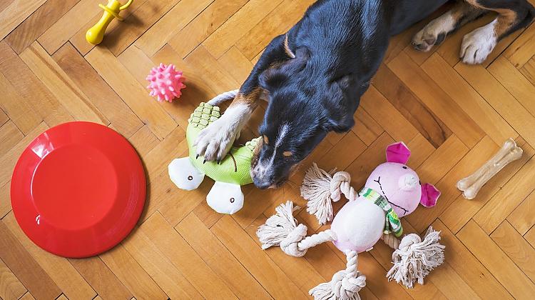 Lai ķepaiņiem prieks: aktualitātes suņu rotaļlietu plauktos