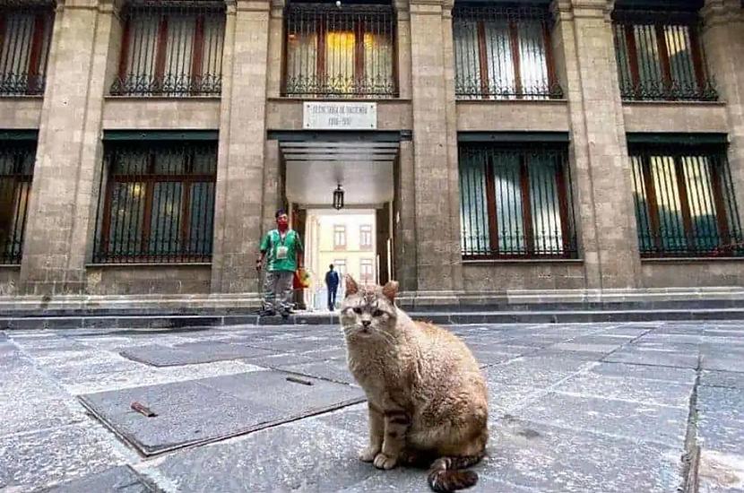 Meksikas Nacionālās pils kaķi... Autors: Lestets 4 vietas uz Zemes, kur dzīvnieki ir pieradinājuši cilvēkus