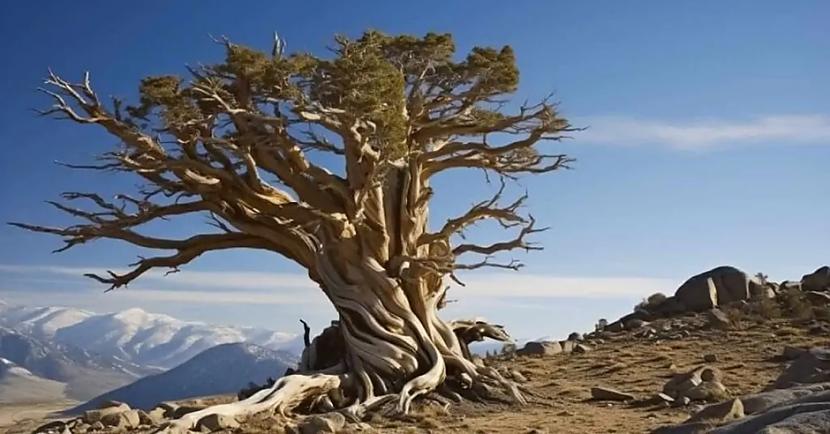 Tātad kā koki izdzīvo... Autors: Lestets Kā gan koki var izdzīvot tūkstošiem gadu?