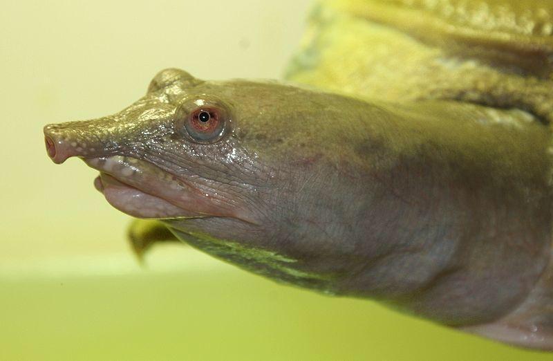 Ķīnas softshell bruņurupucis... Autors: Zibenzellis69 13 dzīvnieki ar dīvainiem deguniem, kurus daba ne velti tiem uzdāvināja