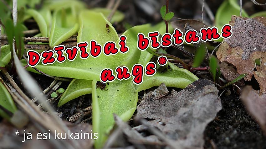Latvijas dabā: parastā kreimule (Pinguicula vulgaris)