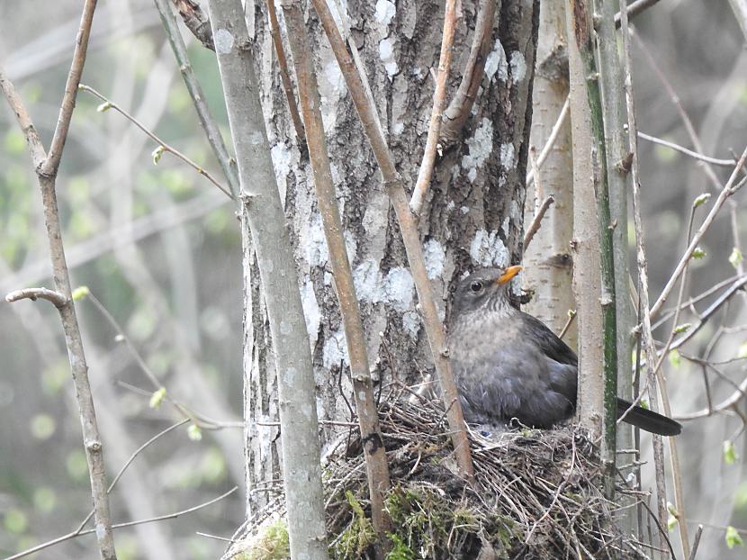 Melnā mežastrazda mātīte... Autors: skSintija Putni Latvijā: melnais mežastrazds
