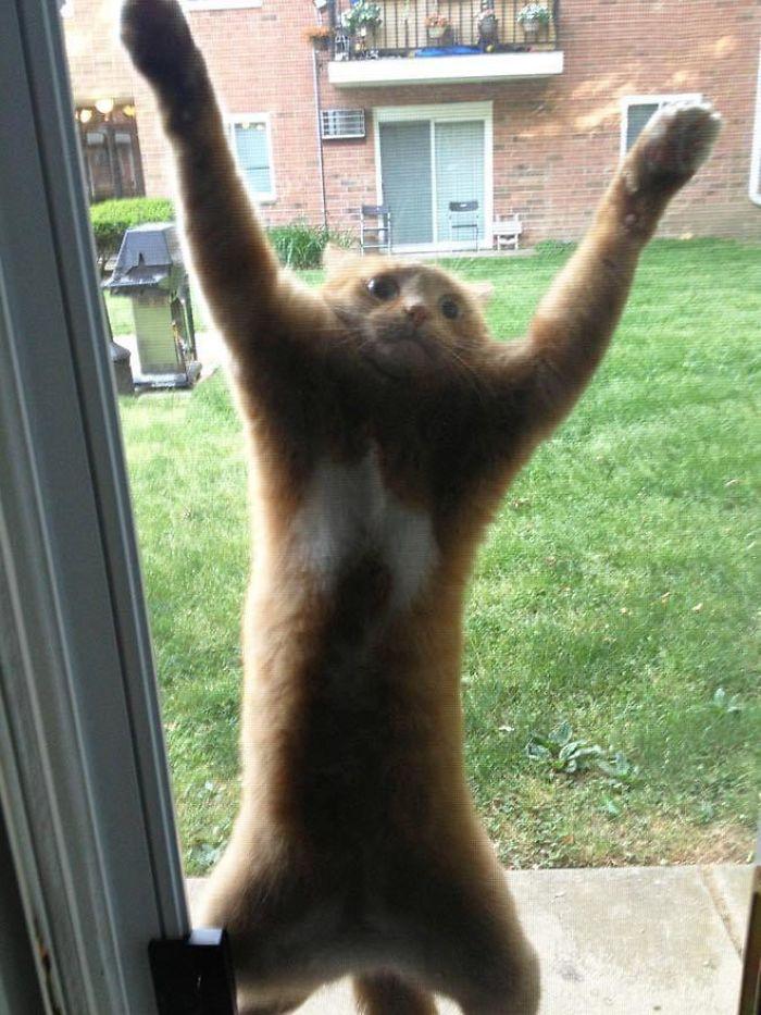 Ir aizdomas ka scaronis kaķis... Autors: Zibenzellis69 “Kas notiek ar tavu kaķi?”: 27 smieklīgas kaķu foto no interneta lietotājiem