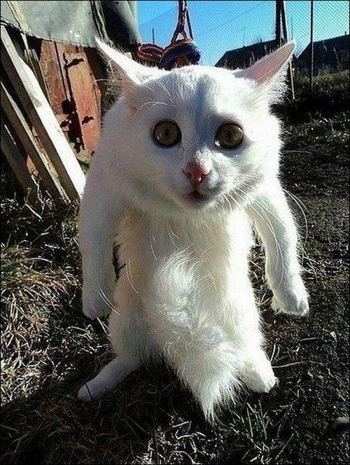 Ko tu teici Autors: Zibenzellis69 “Kas notiek ar tavu kaķi?”: 27 smieklīgas kaķu foto no interneta lietotājiem