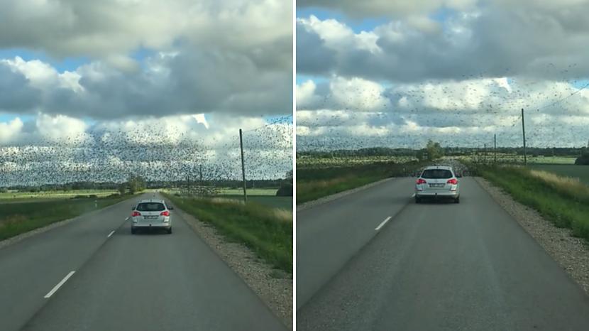Ziņu medijs Apollolv sazinājās... Autors: matilde Neparasts skats! Latvijā uz autoceļa nosēdies milzīgs putnu bars
