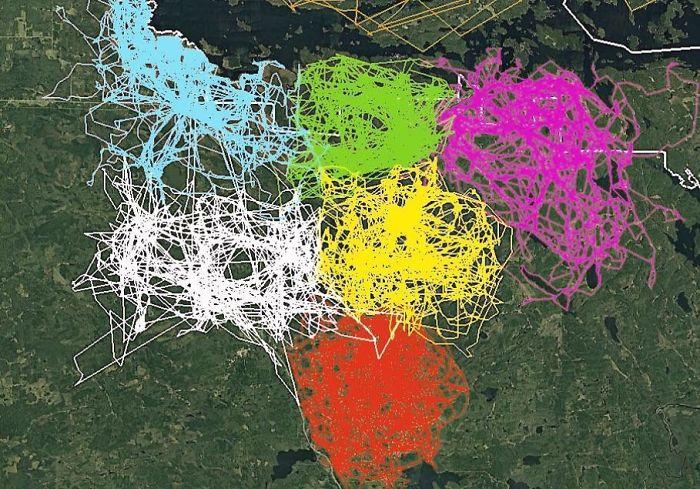 Sescaronu dažādu vilku baru... Autors: Lestets 20 interesantas kartes, kas ļaus uz pasauli paskatīties mazliet citādāk