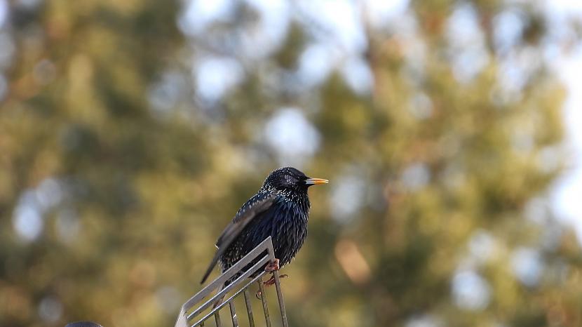  Autors: skSintija Mājas strazds (Sturnus vulgaris) - 2025. gada putns