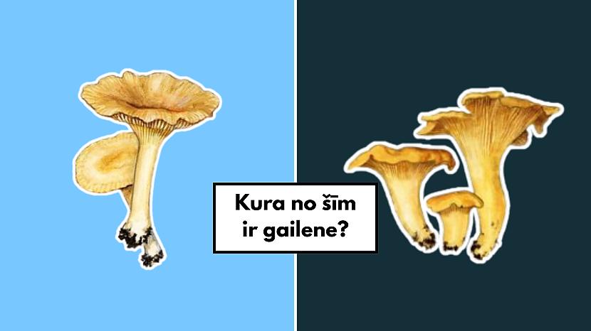 Tests: Vai tu vēl atceries, kā izskatās sēnes? - Spoki