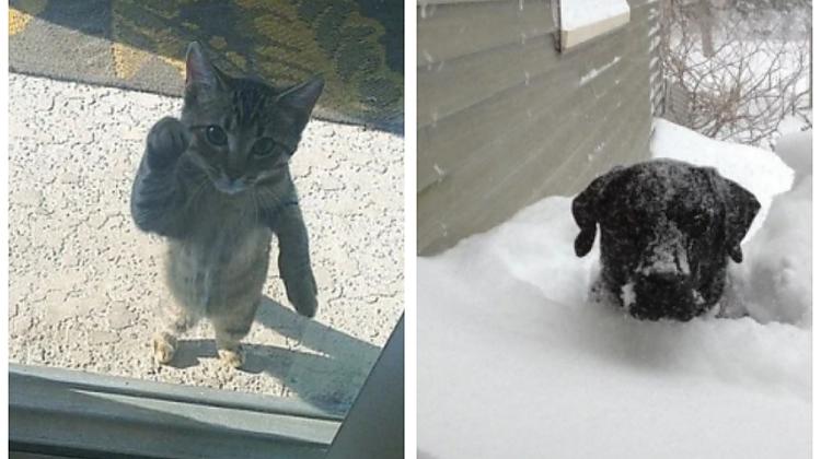 "Saņa, atver!": smieklīgi dzīvnieki, kuriem tiešām jātiek mājās (18 foto)