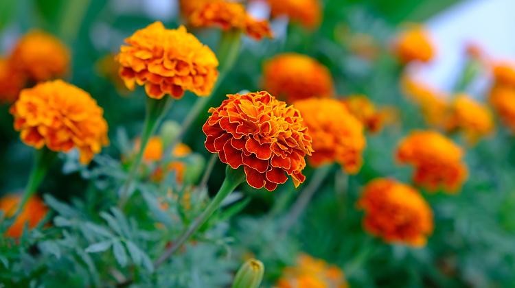 Tests: Vai atpazīsti šos 10 augus, kurus bieži var ieraudzīt kapsētās?