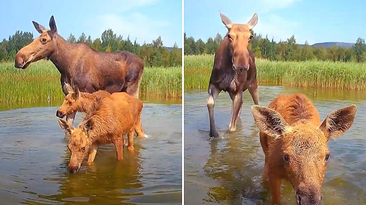 VIDEO ⟩ Alņu mamma ar ziņkārīgiem alnēniem izklaidējas kameras priekšā