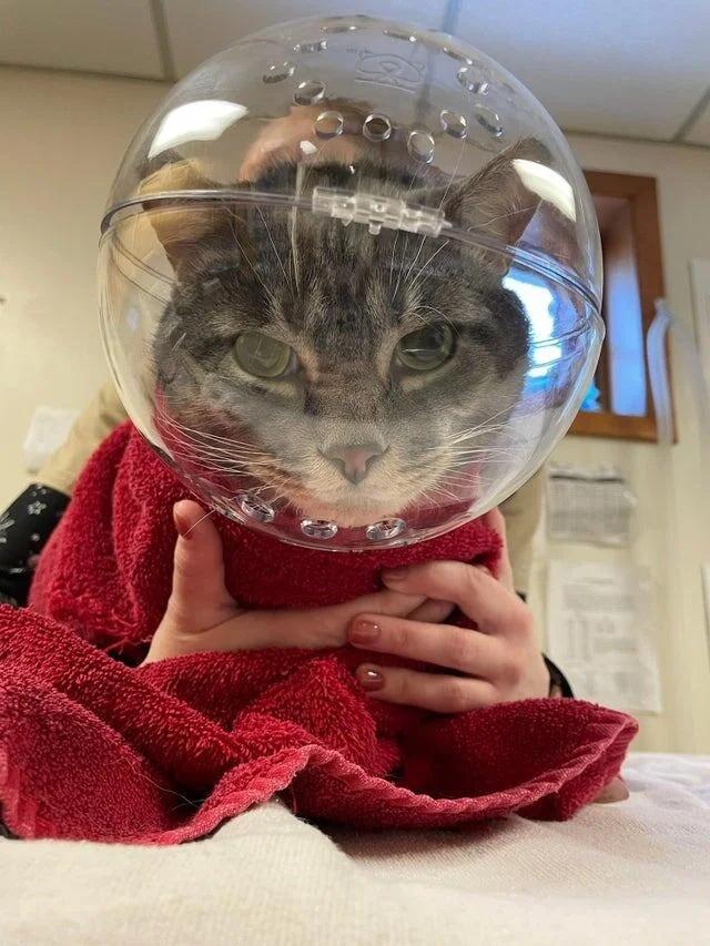 Mans kaķis scaronodien pie... Autors: Zibenzellis69 Pūkaini un nedaudz smieklīgi, bet mīļi  pacienti no veterinārārstu dzīves ❤️​