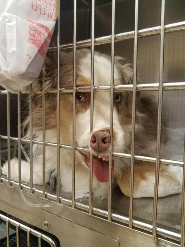 Manam sunim visu laiku kamēr... Autors: Zibenzellis69 Pūkaini un nedaudz smieklīgi, bet mīļi pacienti no veterinārārstu dzīves ❤️