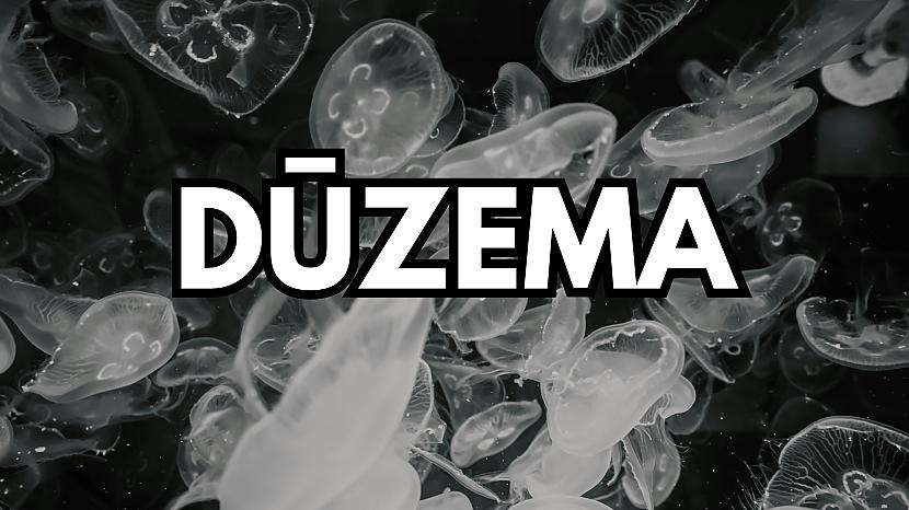 Tests: Vai vari «atmiksēt» šī dzīvnieka nosaukumu? - Spoki